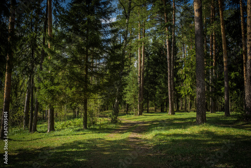 footpath in the woods
