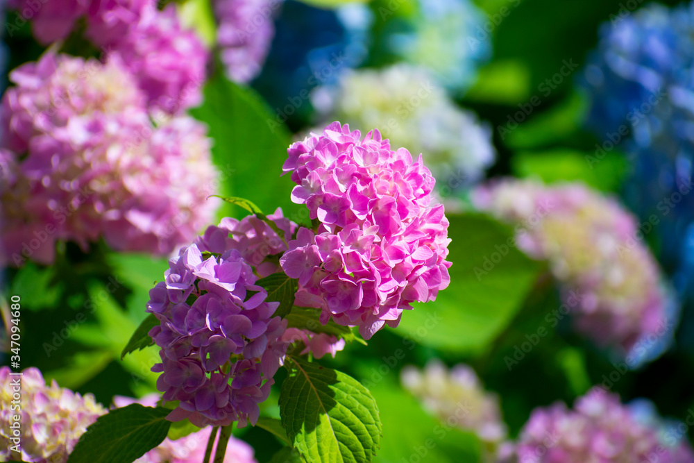 Fototapeta premium 満開の紫陽花