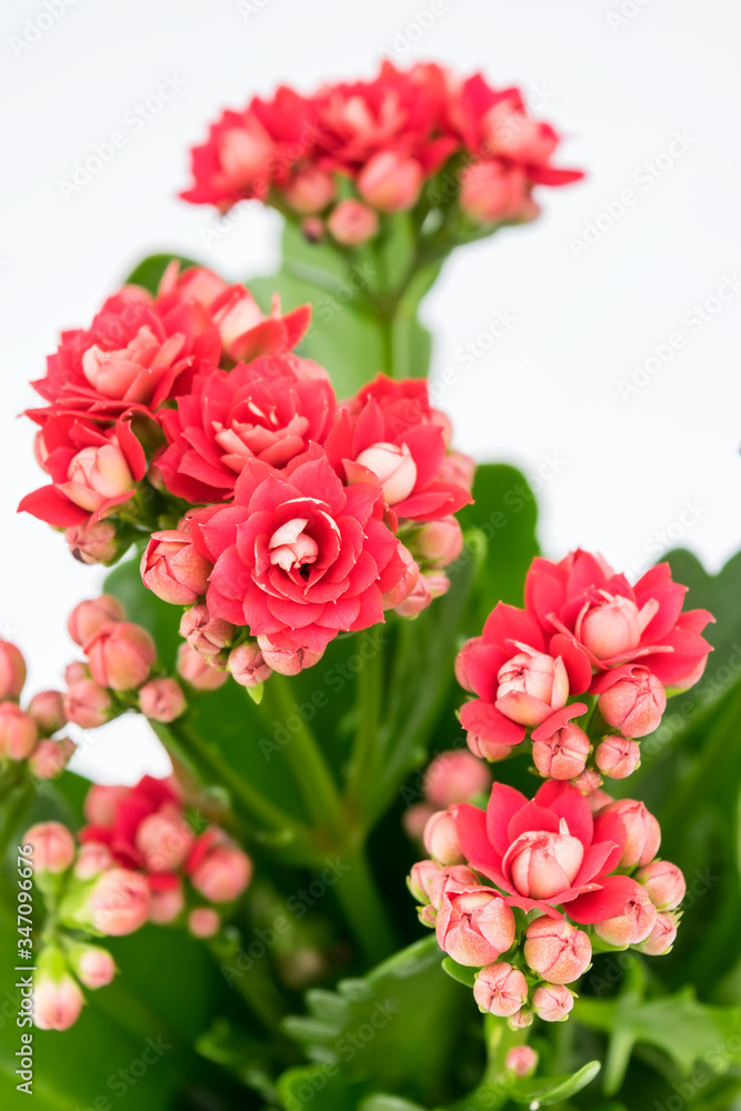 Flaming Katy plant with Red flowers in a pot isolated on white background - Close Up Flaming Katy plant with Red flowers in a pot isolated on white background - Close Up