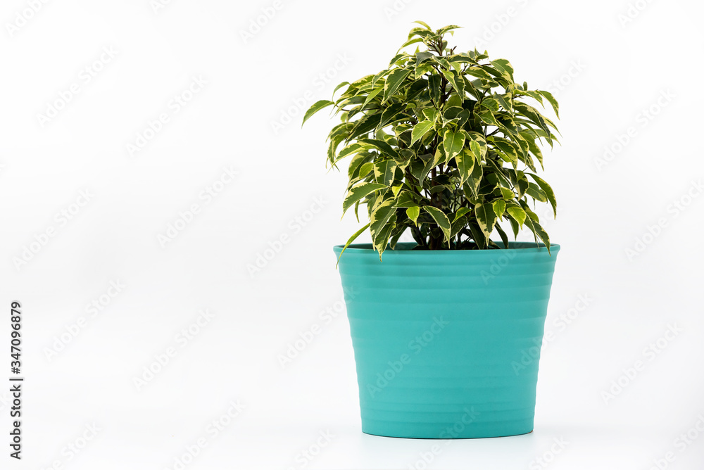Obraz premium Ficus Kinky Houseplant in flowerpot on white background. Plant in a pot. Ficus Kinky tree Isolated on white background