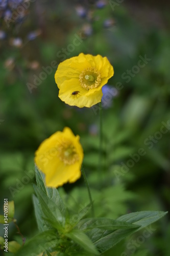 Blühender Gelber Mohn (Dicranostigma franchetianum)