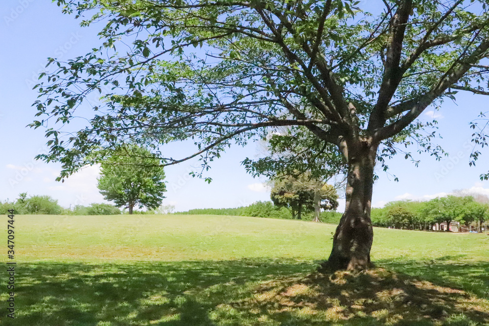 Obraz premium 大きな木と一面に広がる草原