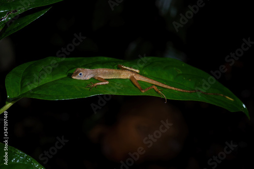 Dusky Earless Agama - Aphaniotis fusca, small blue eye agama from Southeast Asia forests and woodlands, Mutiara Taman Negara, Malaysia.