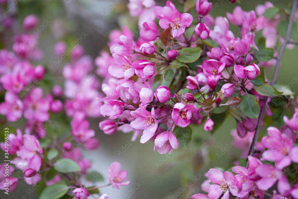 pink flowers in the garden