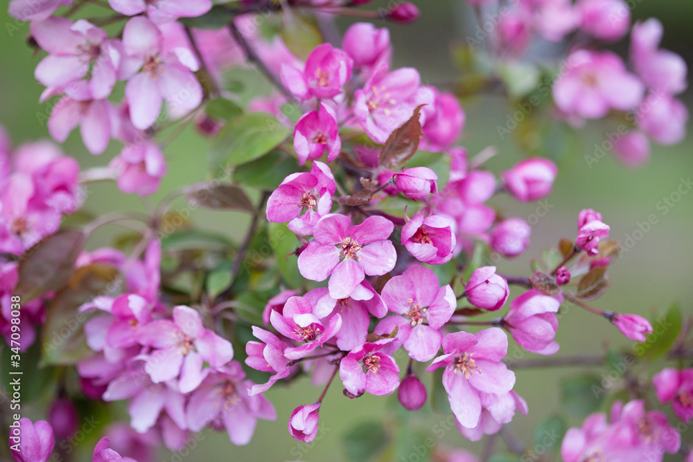 pink flowers in the garden