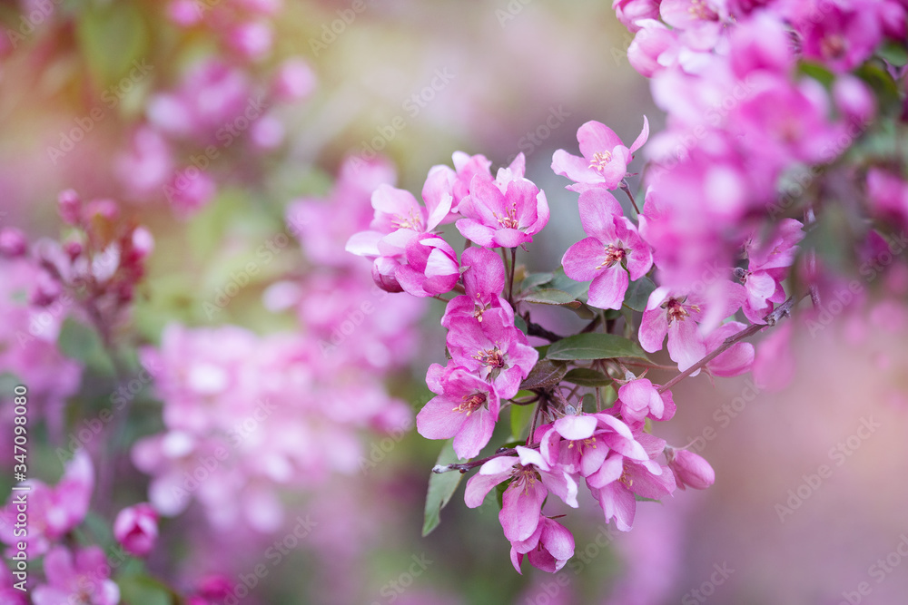 A tree blooming with pink flowers
