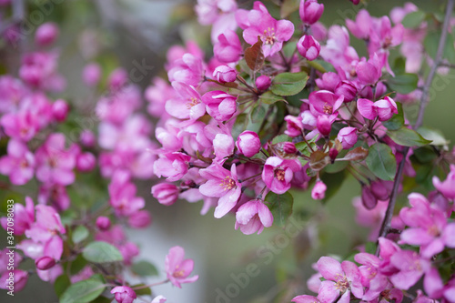 pink flowers in the garden © Evgenia