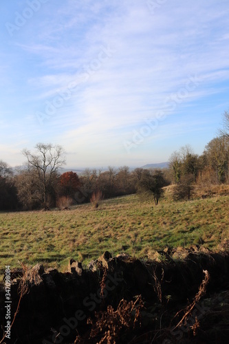 landscape with trees