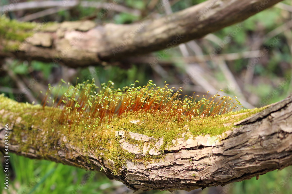 木の枝の上で群生する苔の花（胞子体）