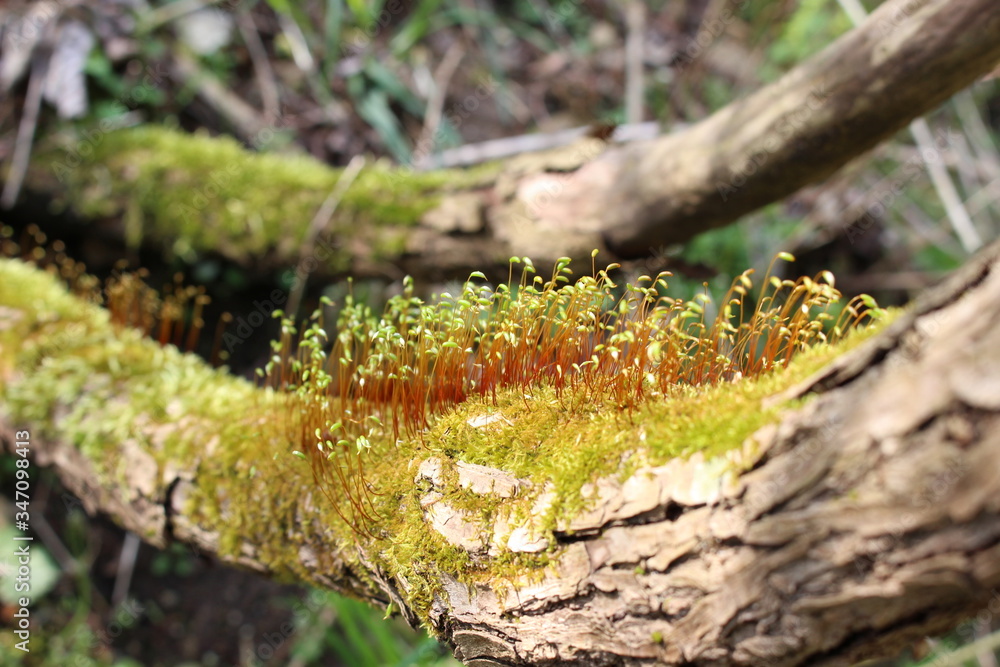 木の枝の上で群生する苔の花(胞子体) StockFoto Adobe Stock