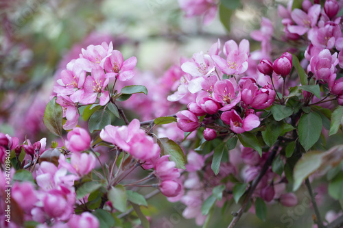 pink flowers © Evgenia