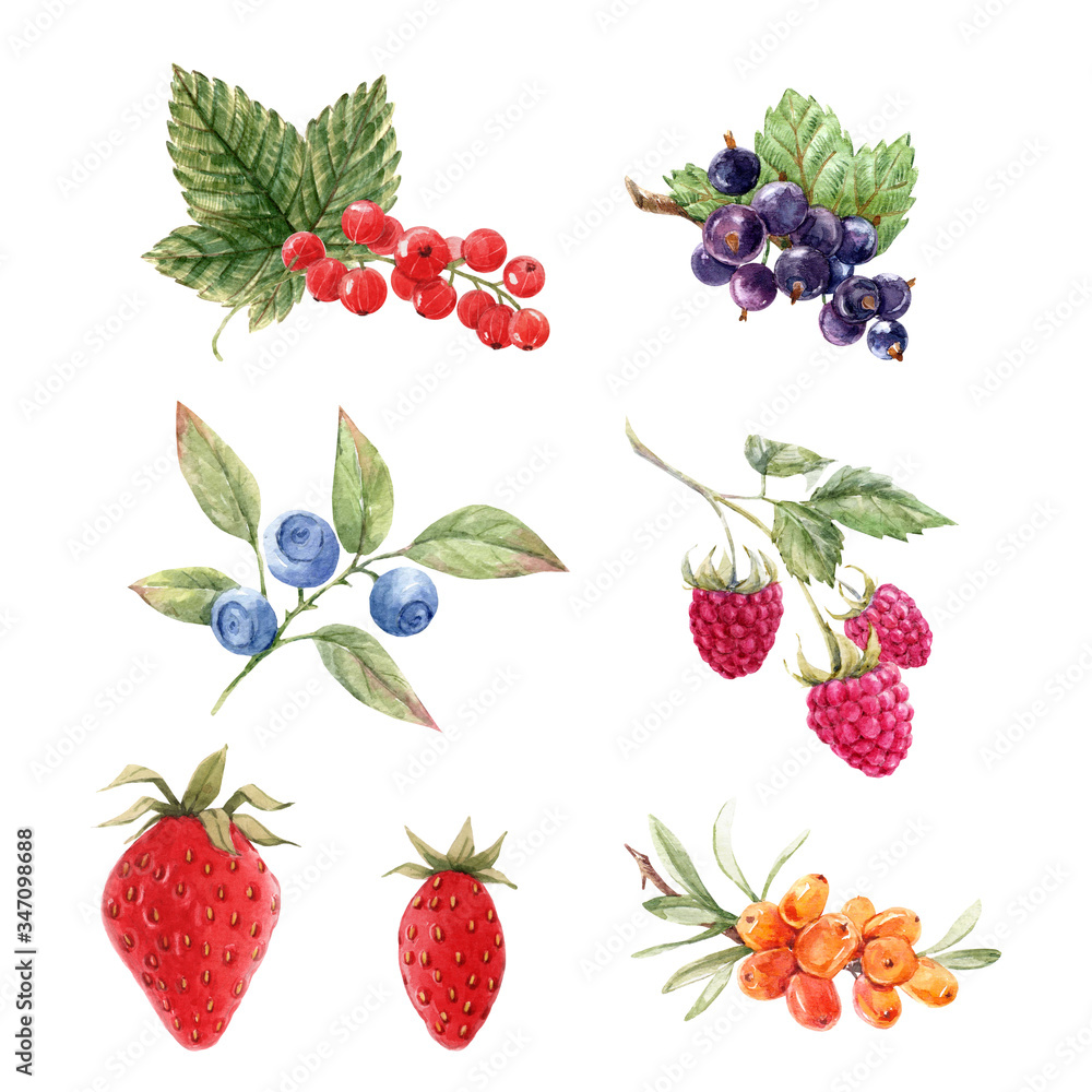 Beautiful set with watercolor hand drawn berry paintings. Stock illustration. Beautiful set with watercolor hand drawn berry paintings. Stock illustration.