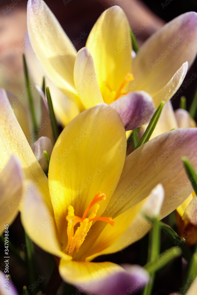 Fototapeta premium pink and yellow crocus flower