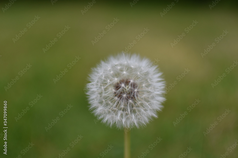 dandelion in the grass dandelion in the grass