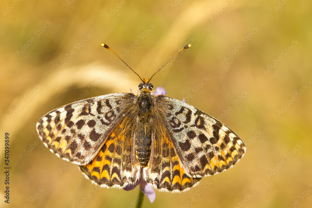 Doncella tímida (Melitaea didyma), mariposa marrón y naranja con las alas abiertas. Doncella tímida (Melitaea didyma), mariposa marrón y naranja con las alas abiertas.