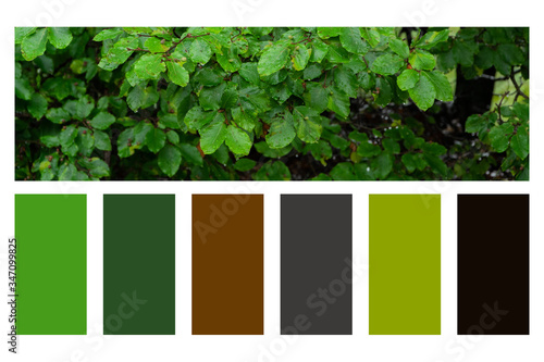 Close up of evergreen bush, natural background in a colour palette, with complimentary colour swatches