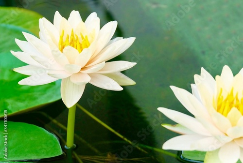 Fototapeta Naklejka Na Ścianę i Meble -  Beautiful Fresh Whtie Lotus Flowers and Leaves