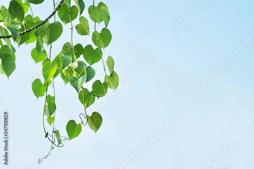 Tinospora Cordifolia or Heart Leaved Moonseed Plant photo