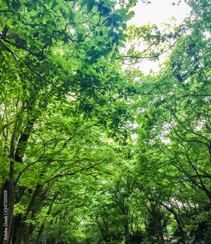 森 緑 木