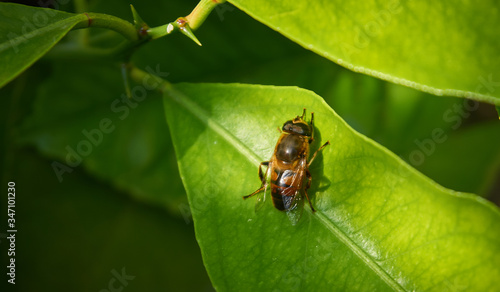 Near plan photo of a bee on a green leaf