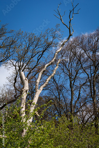 Beautiful forest scenery in a national park in Scania, southern Sweden photo