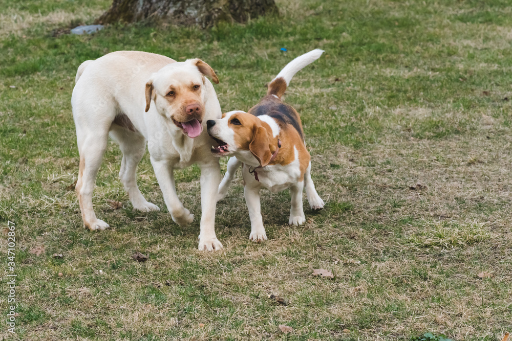 a beagle and a yellow labrador play with each other in the garden during the day