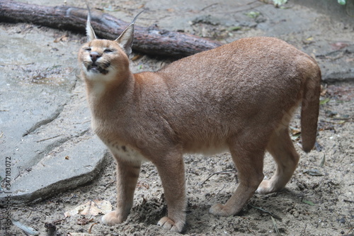 Canvas Print Lynx du zoo de Shanghai, Chine