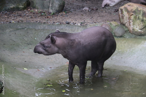 Photography Tapir du zoo de Shanghai, Chine