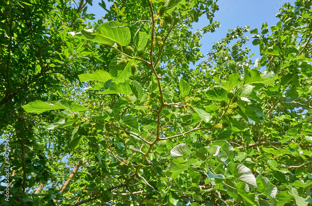Fototapeta premium Mulberry tree with green fuits