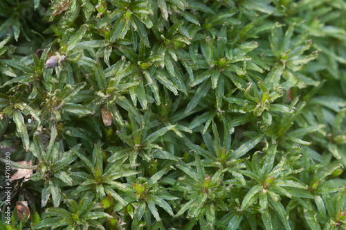 Moss (Atrichum undulatum)