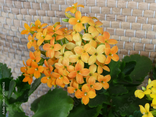 Yellow Kalanchoe Blossfeldiana on the background of the woven surface