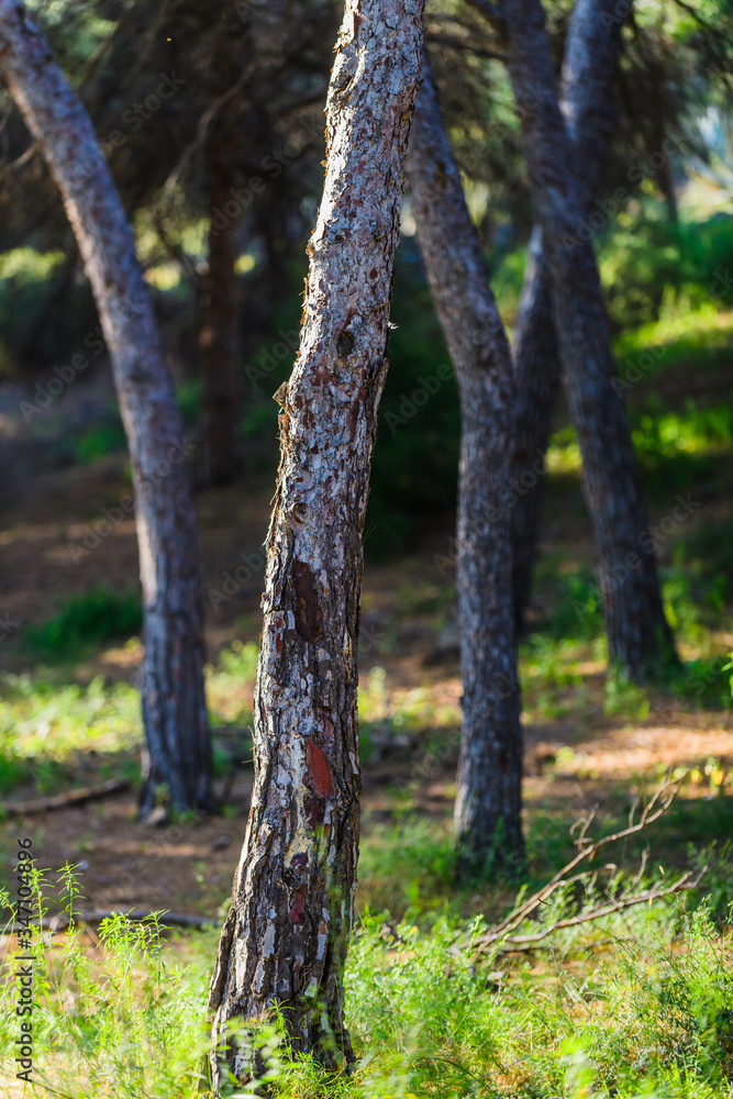 Naklejka premium Stunning natural park near Guardamar del Segura. Province of Alicante. Spain