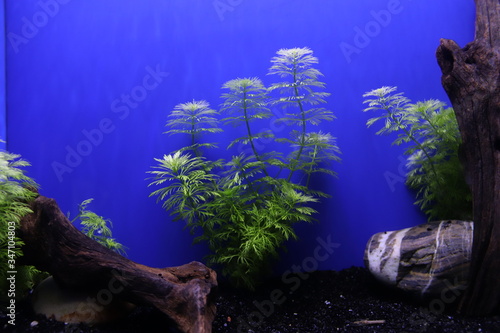 Canvas Print Aquarium de Shanghai, Chine