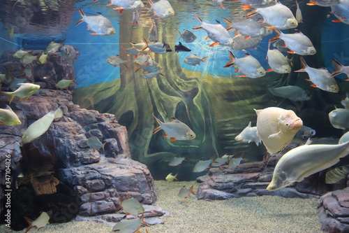 Canvas Print Poissons de l'aquarium de Shanghai, Chine
