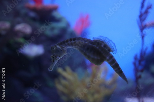 Photography Hippocampe de l'aquarium de Shanghai, Chine