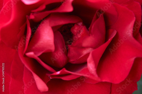 Beautiful red rose in near plan