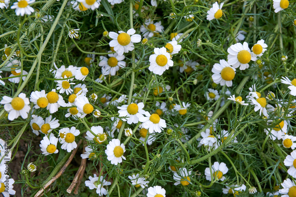 Fototapeta premium Beautiful daisy flowers in nature