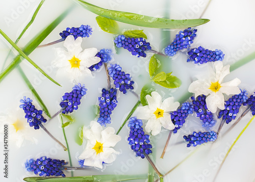 Floral composition. Blue flowers muscari and white primrose with green leavs in white water. In bloom concept. Flowers abstract background