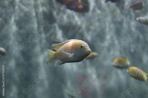 Canvas Print Poissons de l'aquarium de Shanghai, Chine