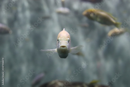 Photography Poissons de l'aquarium de Shanghai, Chine