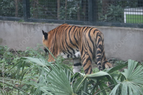 Photography Tigre du zoo de Shanghai, Chine