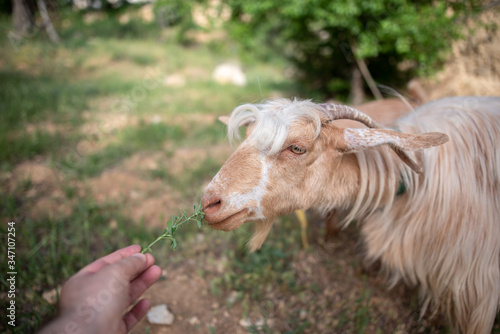 feeding goats