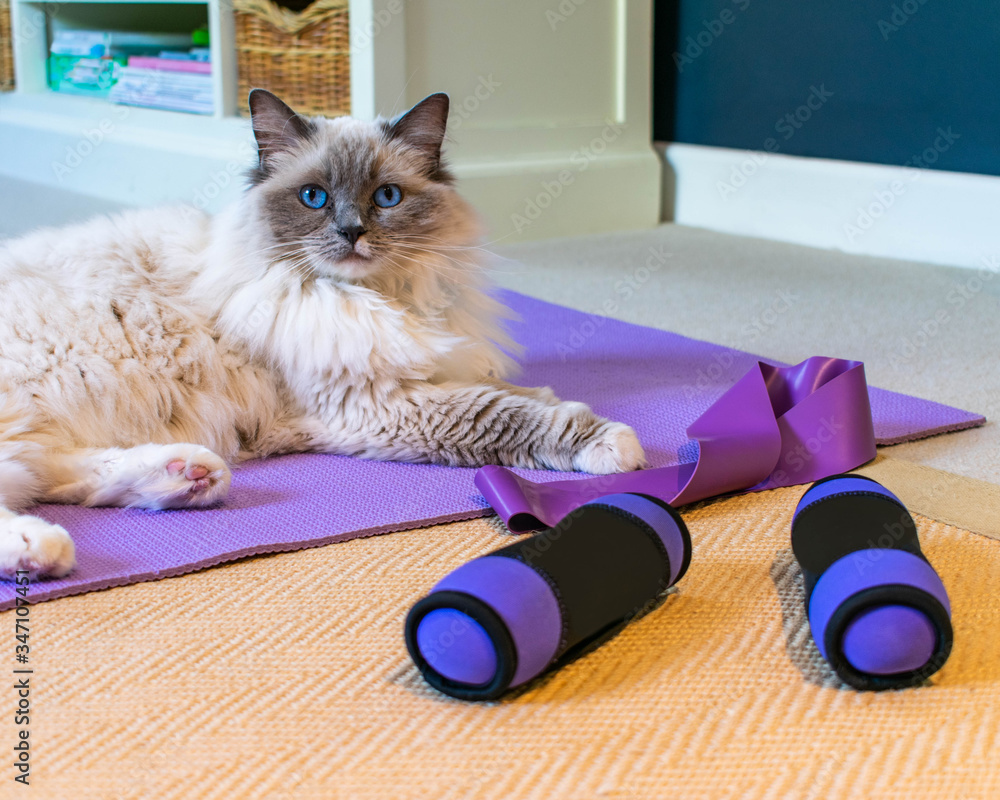 Yoga Mat Cute Cartoon Cat Gym For Yoga Mats, Indoor And Outdoor