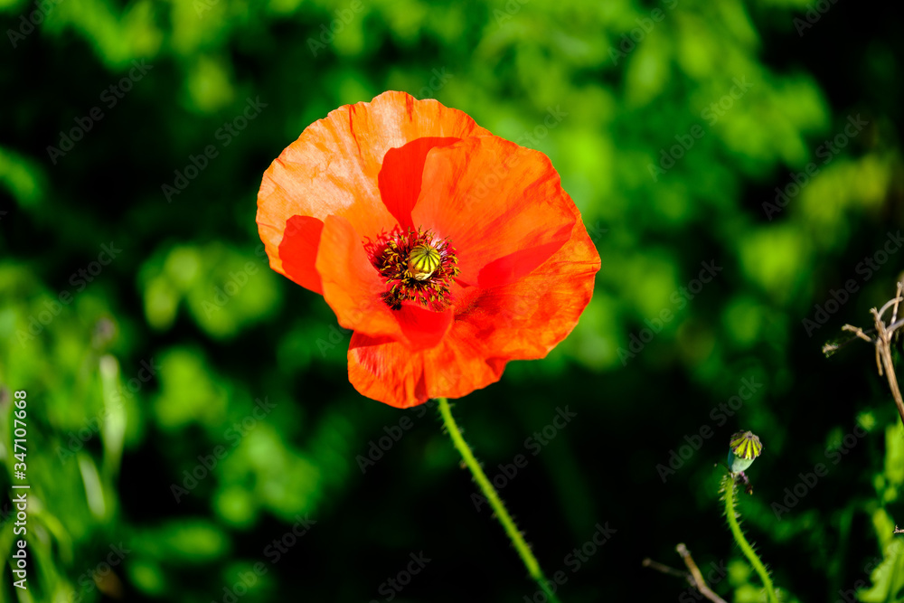 Poppy flower close-up Papaver rhoeas Corn poppy Poppy flower close-up Papaver rhoeas Corn poppy
