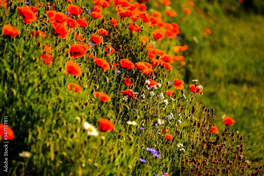 field of red poppies Papaver Rhoeas Corn Poppy Flanders
