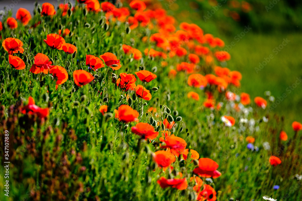 field of red poppies Papaver Rhoeas Corn Poppy Flanders