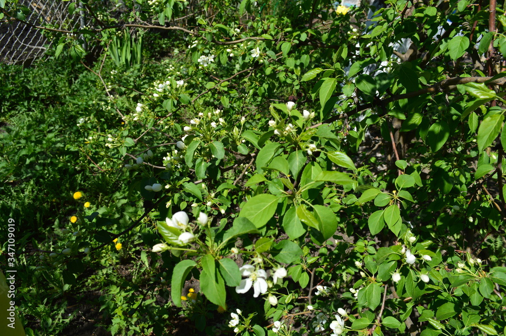 The Apple tree begins to blossom. The Apple tree begins to blossom.