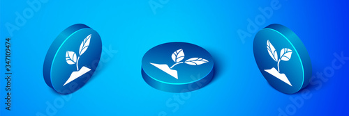 Isometric Plant icon isolated on blue background. Seed and seedling. Leaves sign. Leaf nature. Blue circle button. Vector Illustration