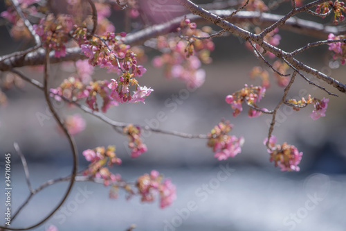 長野県 南信濃の河津桜
