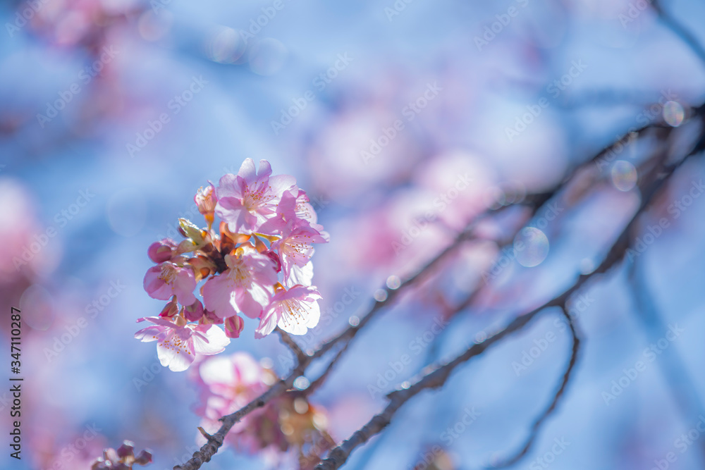 長野県　南信濃の河津桜